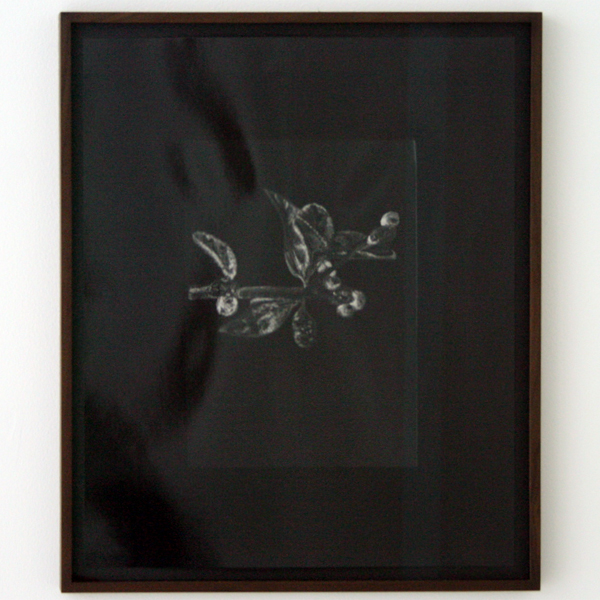 Chris Evans - Lantana Camara, commissioned drawing bu Angelo Tromp, Diplomatic Attache for Arube in the Netherlands, inverted - 53x45cm Zilvergelatine print Chris Evans - Lantana Camara, commissioned drawing bu Angelo Tromp, Diplomatic Attache for Arube in the Netherlands, inverted - 53x45cm Zilvergelatine print