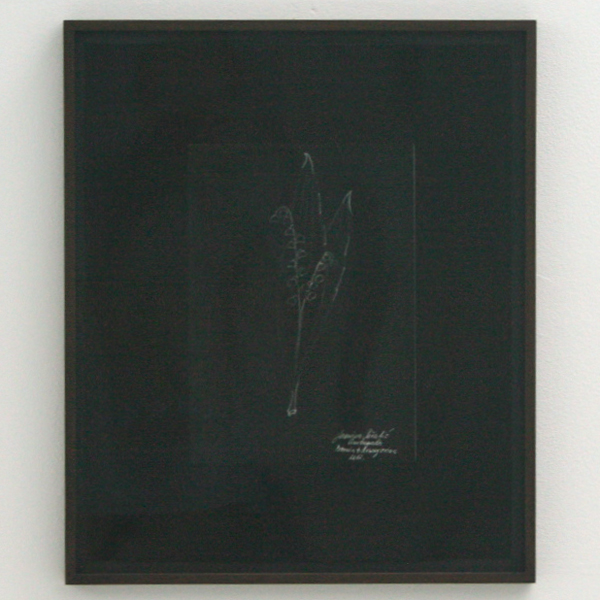 Chris Evans - Lilly of the Valley, commissioned drawing by Jasmina Pasalic, Siwss diplomat for Bosnis Herzogovina, inverted - 53x45cm Zilvergelatine print Chris Evans - Lilly of the Valley, commissioned drawing by Jasmina Pasalic, Siwss diplomat for Bosnis Herzogovina, inverted - 53x45cm Zilvergelatine print