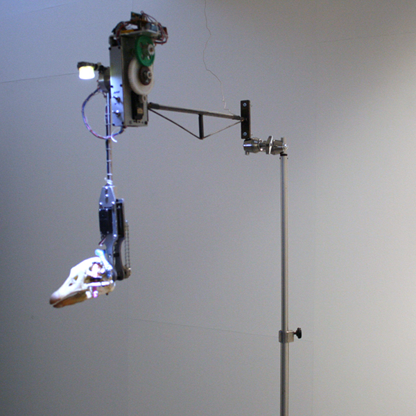 Christiaan Zwanikken - Salto Mortale - 14x48x80cm Ganzenschedel staal, licht, kenetica en microcomputer