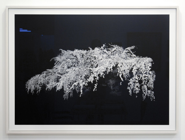 Conrads - Shascha Weidner