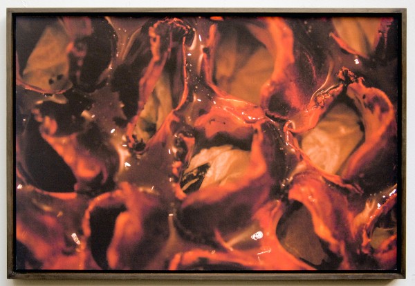 Daphne Rosenthal - Wooly - 40x60cm Fotoprint