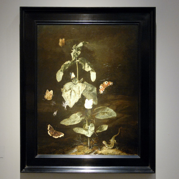 David Koetser Gallery - Otto Marseus van Schrieck