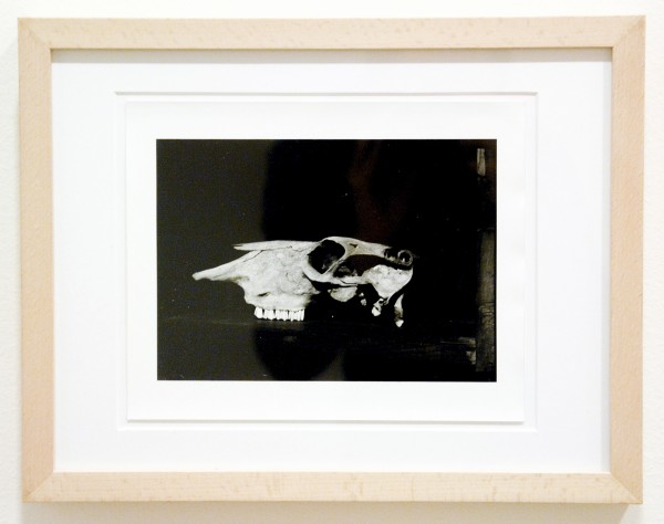 Ed Templeton - Wayward Cognitions - Fotografie