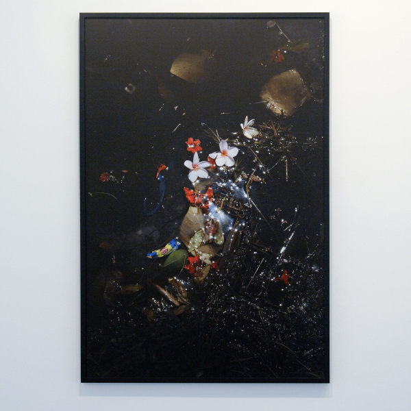 Elspeth Diederix - Karawara & Frangipani - 120x80cm C-print