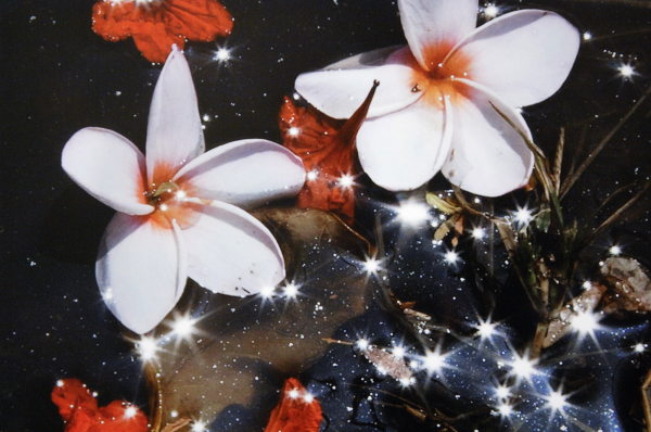 Elspeth Diederix - Karawara & Frangipani - 120x80cm C-print (detail)