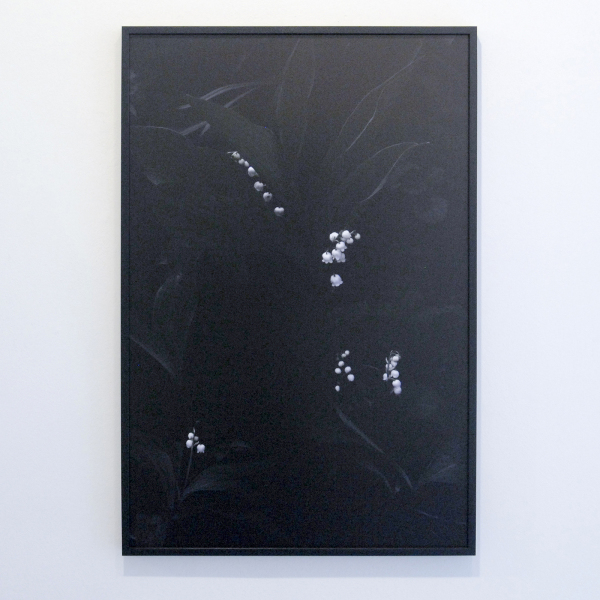 Elspeth Diederix - Lily of the Valley - 80x51cm C-print