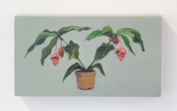 Erica Scheper - Medinilla Magnifica - 6x11cm Olieverf op paneel