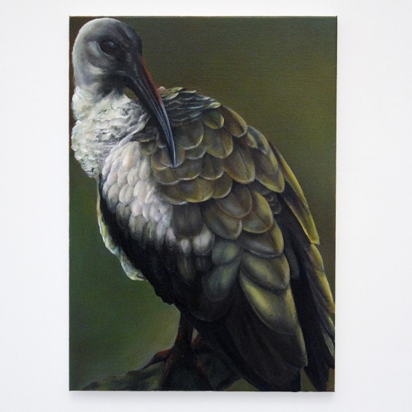 Ina van Zyl - Hadeda - 70x50cm Olieverf op linnen