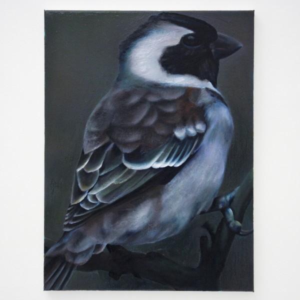 Ina van Zyl - Swaeltjie - 60x45cm Olieverf op linnen