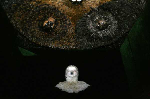 Jan Fabre - Ceiling of Diana's Cabinet