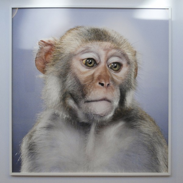 Jaski Gallery - Jill Greenberg