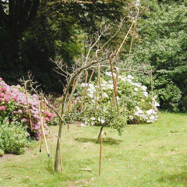 Joncquil - 20 canes no Candles