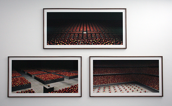 Koen Theys - Still Life with Apples I, II & III - 100x183cm Prints