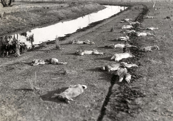 Konijenplaag in 1938 te Australie