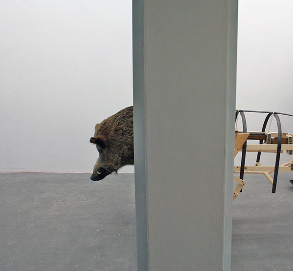 Niklas van Woerden - Zonder Titel - Everzwijn, hout, ijzer, touw, geweer en houtskool (detail)