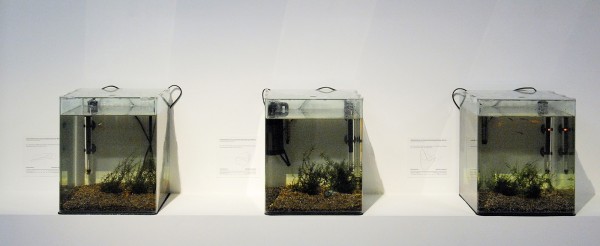Patrick Corillon - Les mouvements emotionelles sous-marins - Aquariums, vissen en tekst, 1990