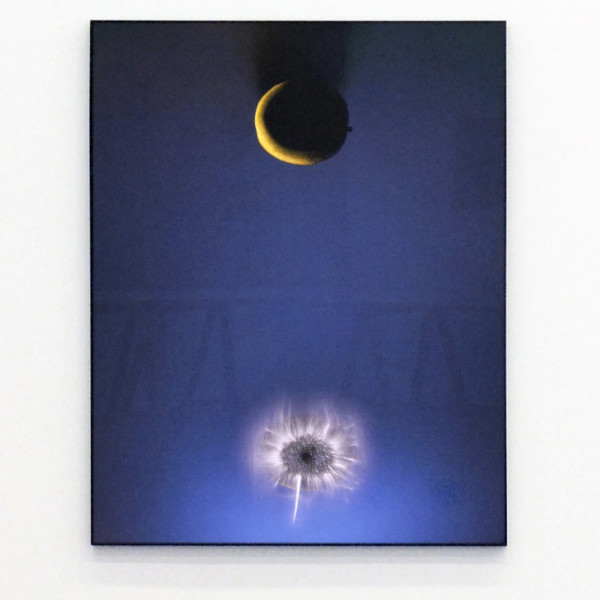 Paul den Hollander - Luminous Garden #85 - 120x95cm C-print 2011
