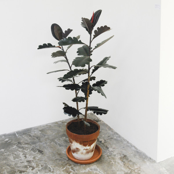 Reinier Lagendijk - Ficus Quercus Elastica - 120cm, Fices Elastica