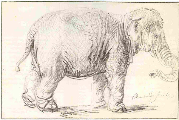 Rembrandt van Rijn - Rembrandt ft 1637 - Tekening uit 1637 (Olifant)