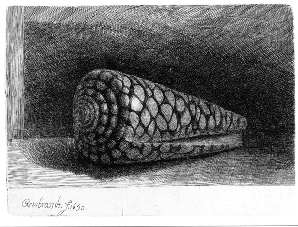 Rembrandt van Rijn - Schelp - 10x13cm Ets op papier Rembrandt van Rijn - Schelp - 10x13cm Ets op papier