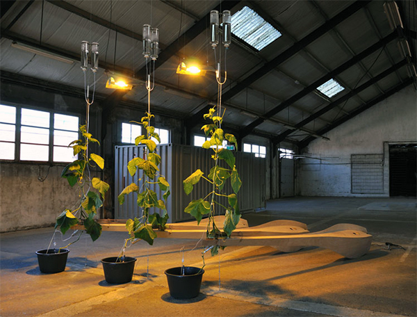 Ronald van der Meijs - Parthenocarp Ronald van der Meijs - Parthenocarp