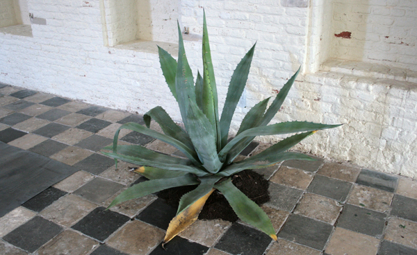 Rosella Biscotti - L'isola - Plant Rosella Biscotti - L'isola - Plant