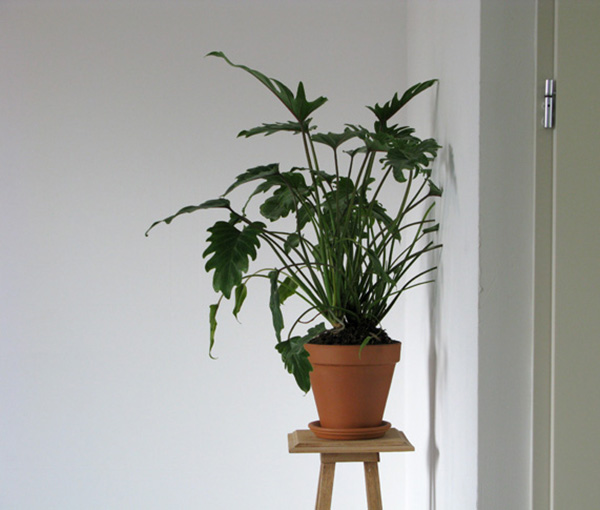 Ruben Bellinkx - Philodendron Xanad 02