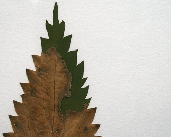 Sjoerd Buisman - Bladreconstructie, Grote brandnetel (Urtica diocea) - 65x1000cm Herbarium en gouache op papier (detail) Sjoerd Buisman - Bladreconstructie, Grote brandnetel (Urtica diocea) - 65x1000cm Herbarium en gouache op papier (detail)