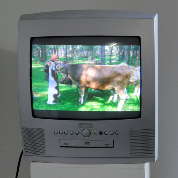 Sven Sachsalber - Cows - 2,24minuten Video