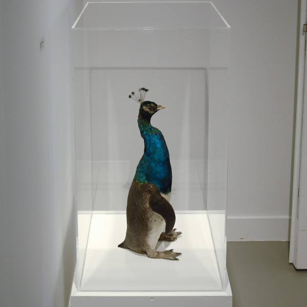 Thomas Grunfeld - Misfit (Penguin, Peacock) - Taxidermie