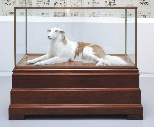 Thomas Grunfeld - Misfit (Sint Bernhard , Sheep) - Taxidermie en vitrine
